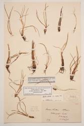 Isoetes kirkii. Herbarium specimen from Lake Whangapē, WELT P003750/A.
 Image: B. Hatton © Te Papa CC BY-NC 3.0 NZ
